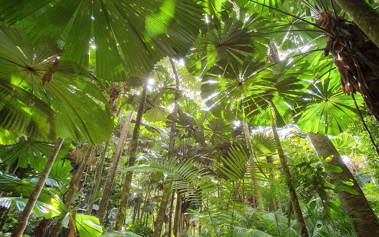 Lush tropical rainforest canopy during a Daintree and Cape Tribulation tour with Tony’s Tropical Tours, featuring towering fan palms and dense greenery filtering sunlight overhead.