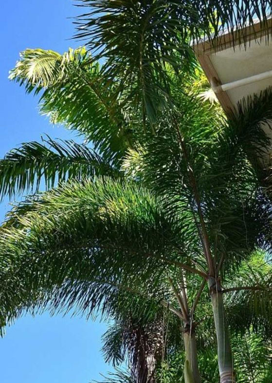 Lush palm trees against a clear blue sky, enhancing the tropical ambiance of Port Douglas near Cayman Villas.