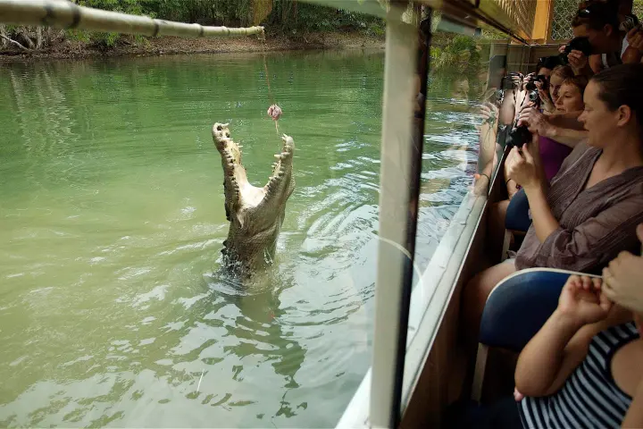 Crocodile breaching water for chicken at hartleys crocodile adventures