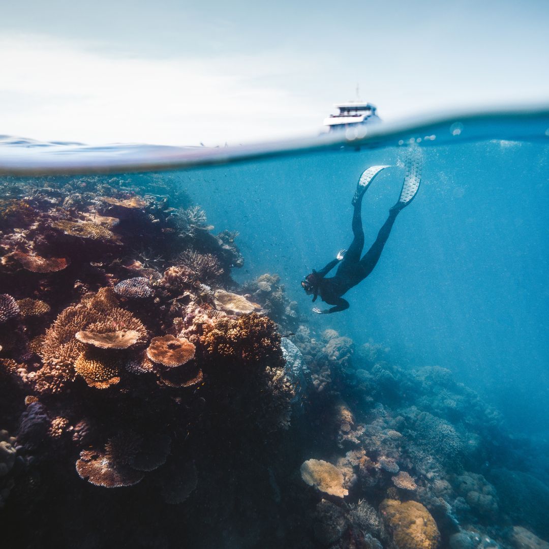 Divers exploring colourful coral reefs and tropical fish in the clear waters of the Great Barrier Reef near Port Douglas.
