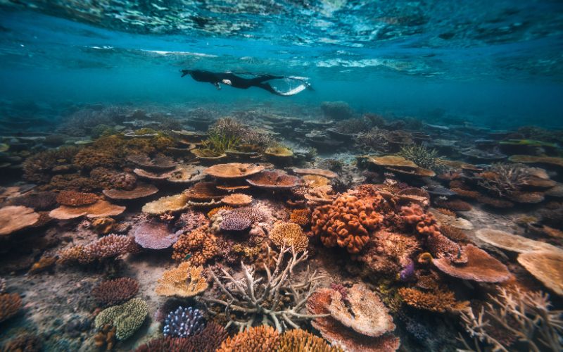 Snorkeller gliding above a vibrant coral garden on the Great Barrier Reef, surrounded by colourful coral formations and clear turquoise water.