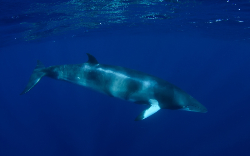 Dwarf minke whale swimming beneath the clear blue waters of the Great Barrier Reef near Port Douglas during the whale season.