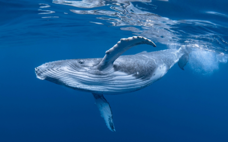 Underwater view of a humpback whale swimming in the Coral Sea during the annual whale migration near Port Douglas.
