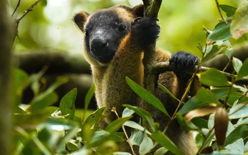 Bennett's tree kangaroo climbing through the rainforest canopy in the Daintree near Port Douglas.