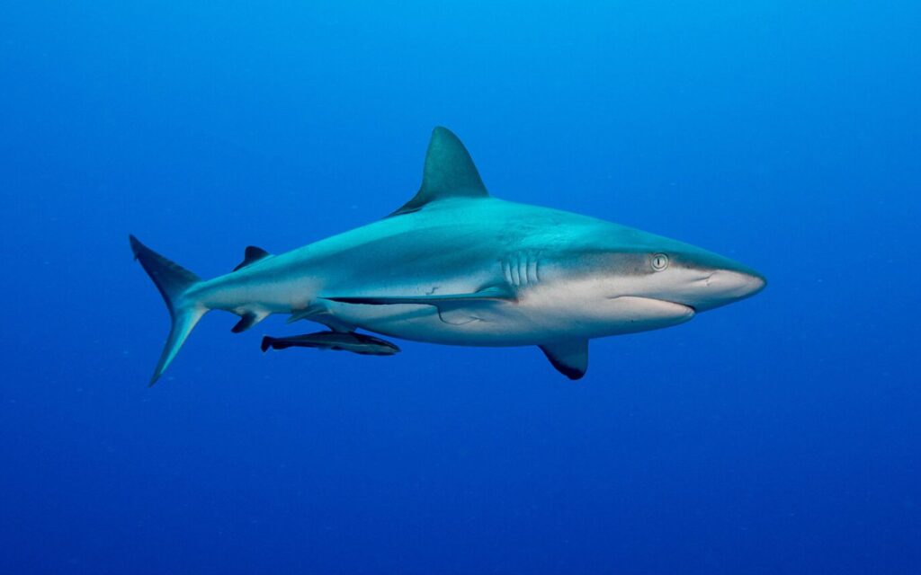 Whitetip reef shark gliding over coral formations on the Great Barrier Reef near Port Douglas. / Blacktip reef shark swimming through shallow reef waters near Port Douglas.