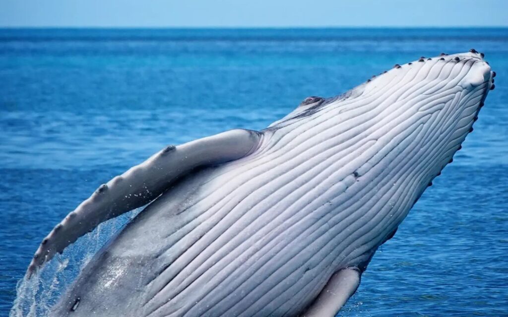 Humpback whale breaching off the coast of Port Douglas during the annual whale migration.v