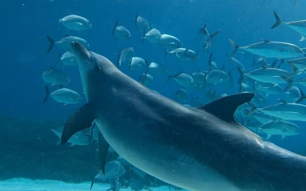 Indo-Pacific bottlenose dolphins swimming in the coastal waters near Port Douglas.