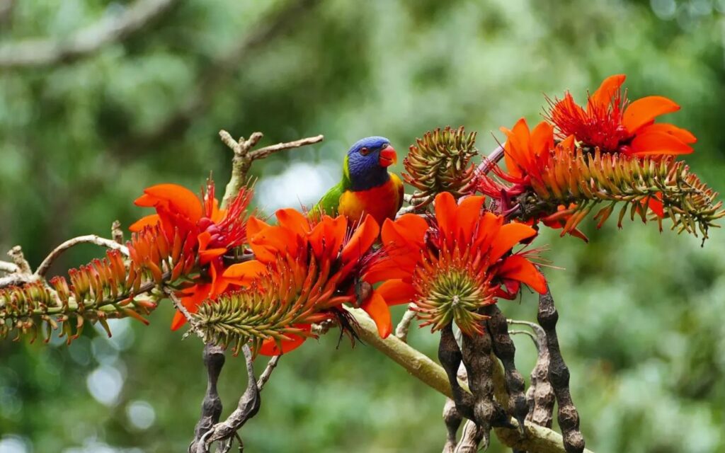 Rainbow lorikeet perched among vibrant red flowering coral tree blossoms in the Daintree Rainforest near Port Douglas.