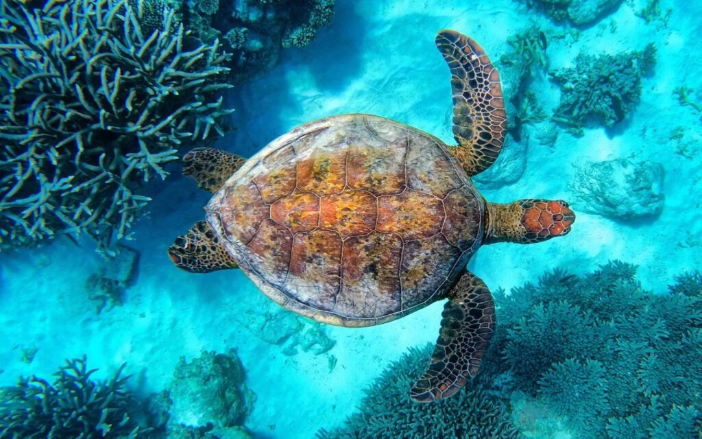 Green sea turtle swimming above colourful coral reef in the clear tropical waters of the Great Barrier Reef near Port Douglas.