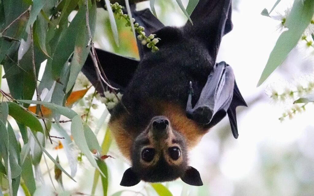 Spectacled flying fox hanging upside down from a eucalyptus tree in the Daintree Rainforest.