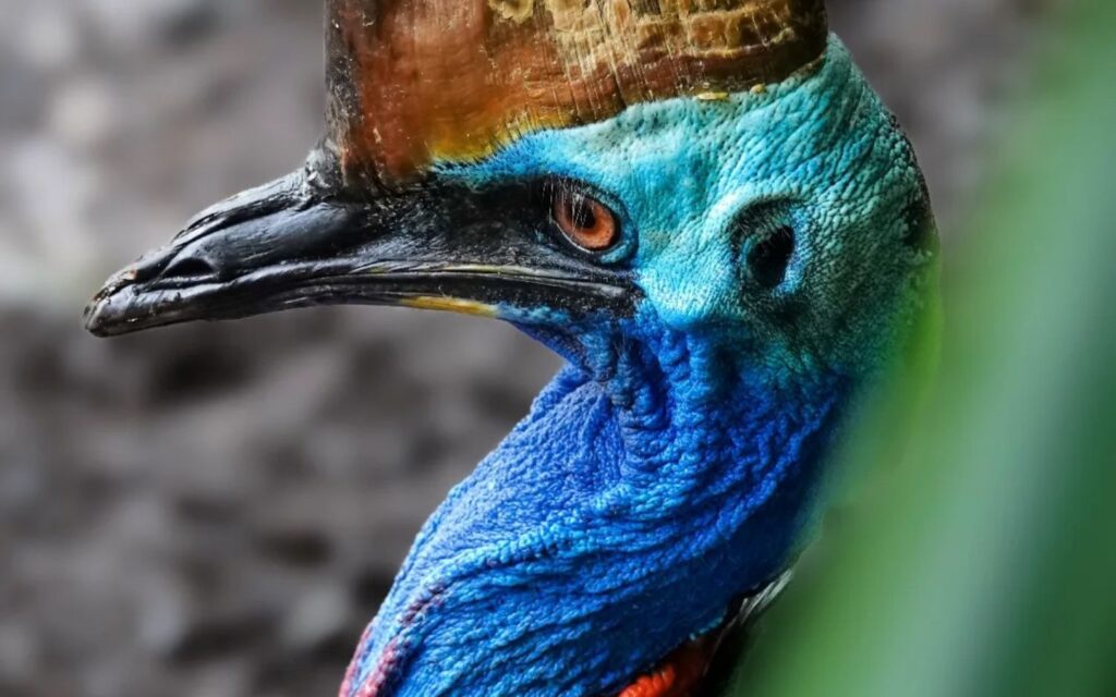 Close-up of a southern cassowary showing its bright blue neck, casque and distinctive features in the Daintree Rainforest.