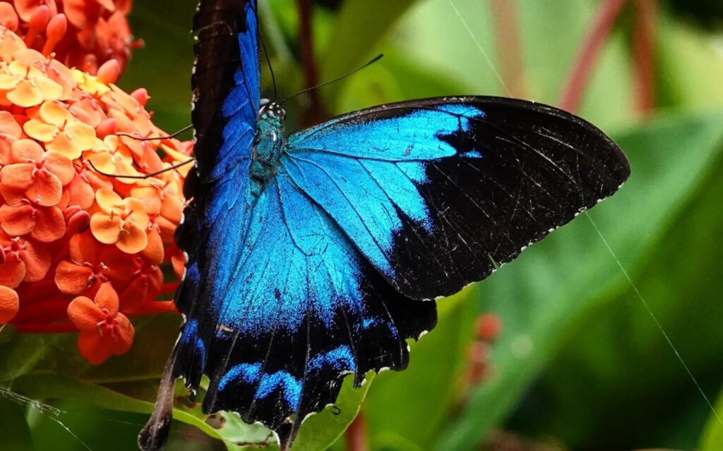 Brilliant blue Ulysses butterfly resting on tropical flowers in the Daintree Rainforest.