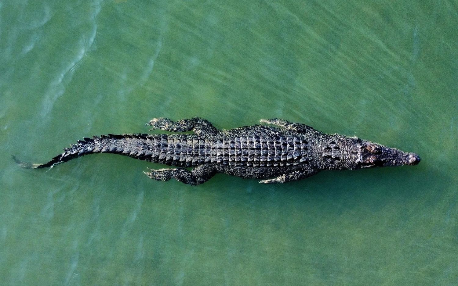 Saltwater crocodile floating through calm river waters in the Daintree region near Port Douglas.