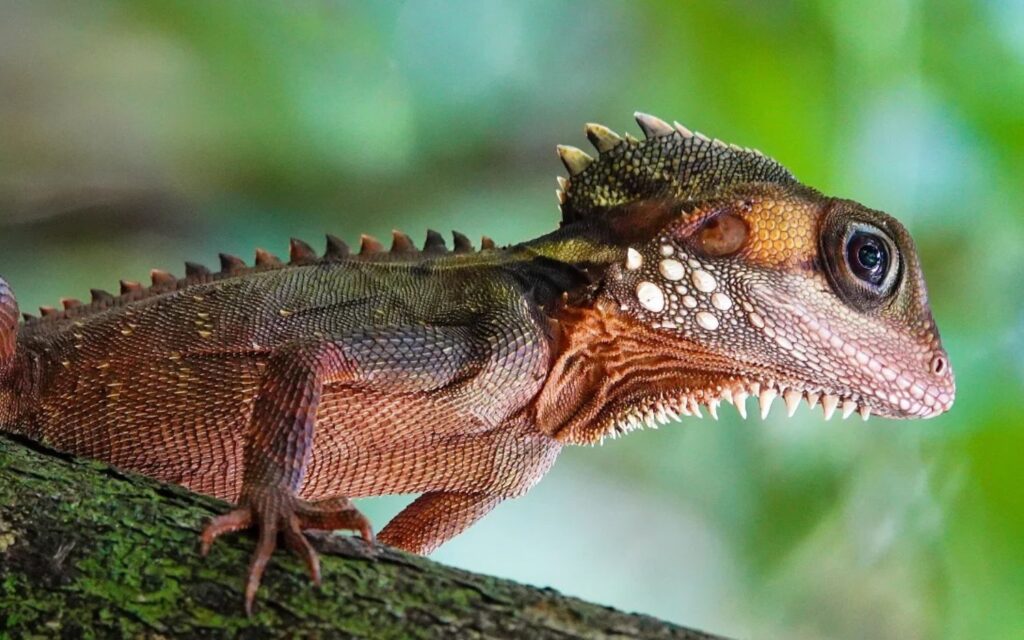 Boyd's forest dragon resting on a tree branch in the ancient Daintree Rainforest.