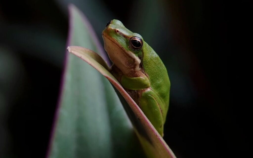 Australian green tree frog perched on a leaf in the lush Daintree Rainforest.