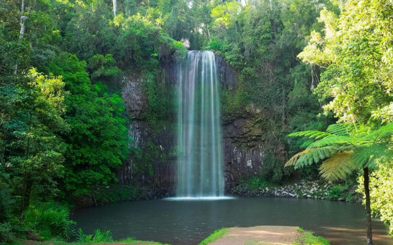 Millaa Millaa Falls flowing into a rainforest swimming hole surrounded by lush greenery in the Atherton Tablelands.